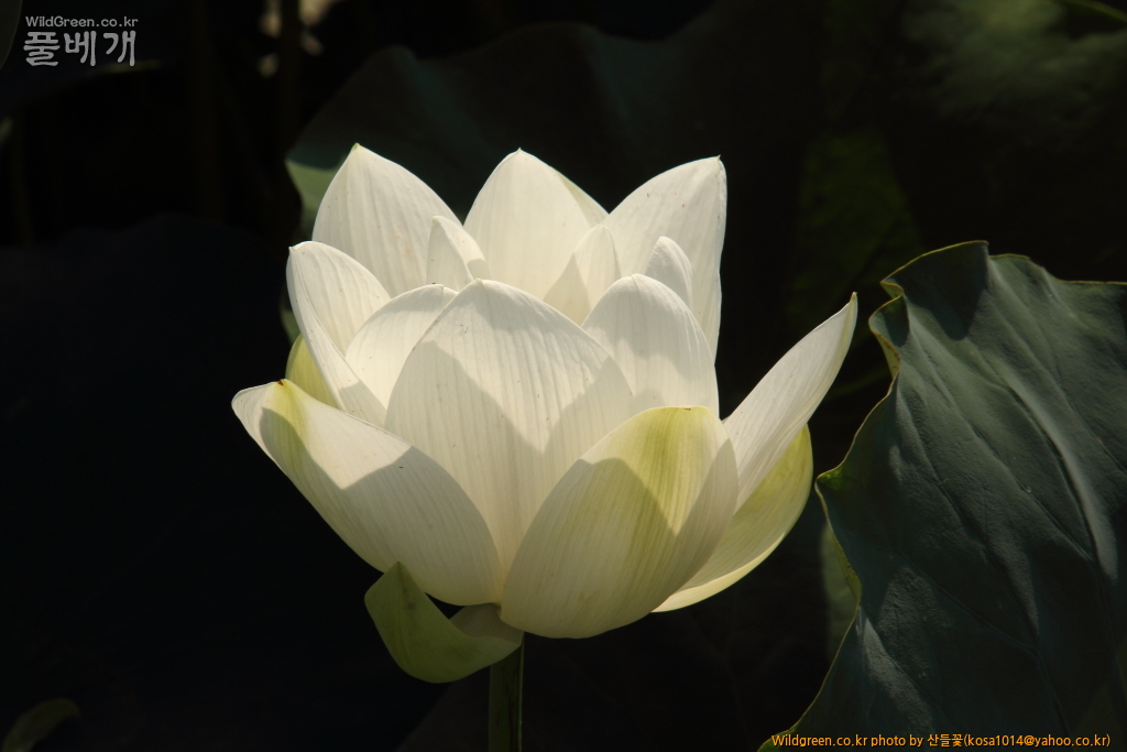 DPP_2016.08.12 가척지 안압지0064.JPG