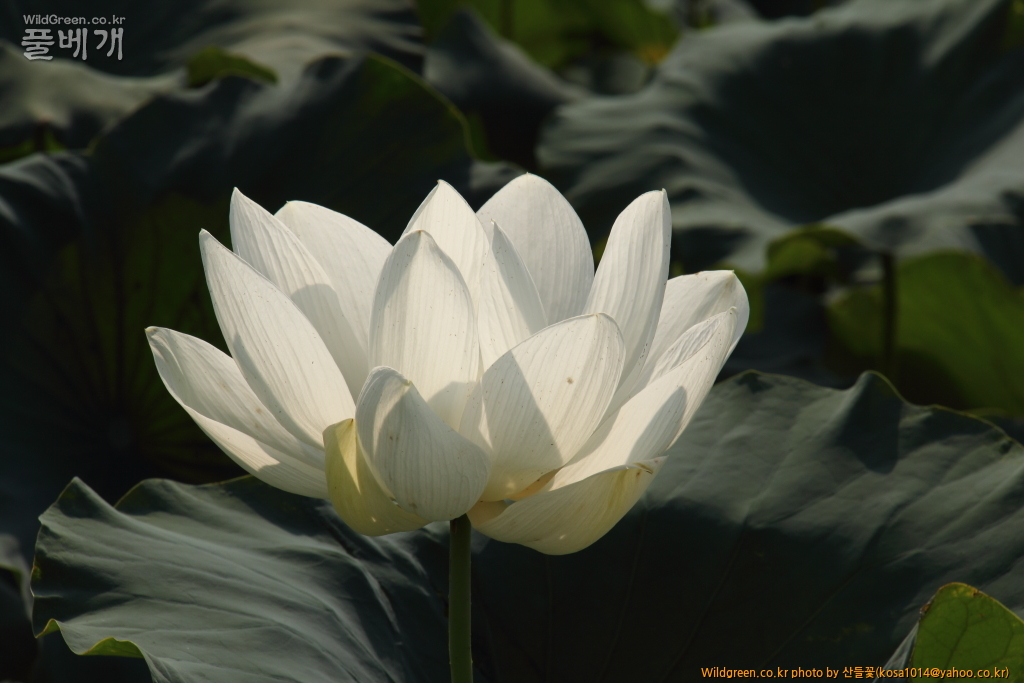 DPP_2016.08.12 가척지 안압지0048.JPG