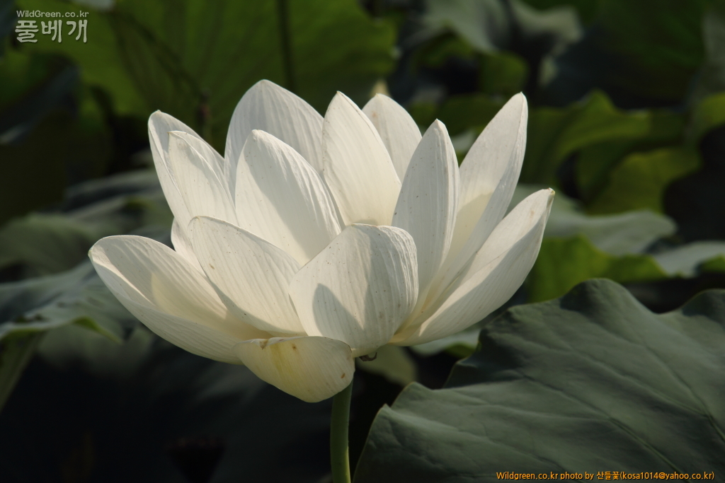 DPP_2016.08.12 가척지 안압지0047.JPG