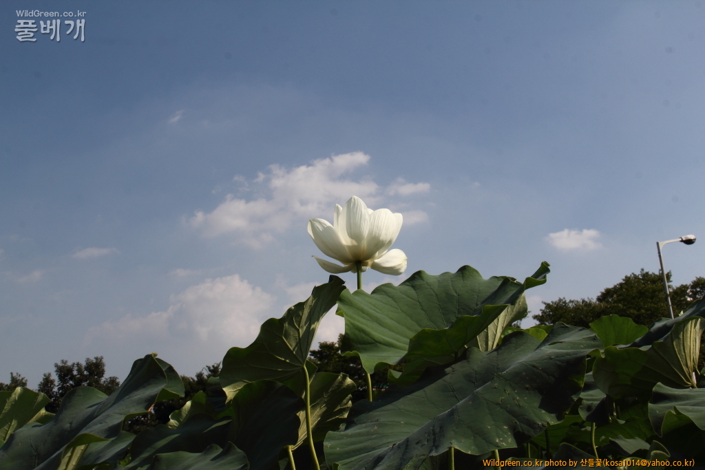 DPP_2016.08.12 가척지 안압지0077.JPG