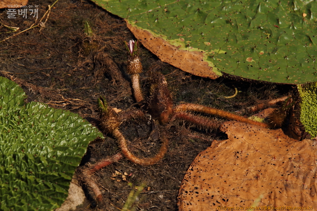 DPP_2016.08.12 가척지 안압지0042.JPG