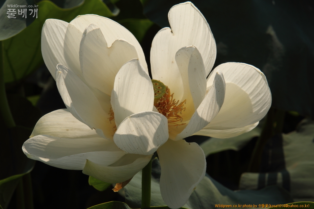 DPP_2016.08.12 가척지 안압지0061.JPG