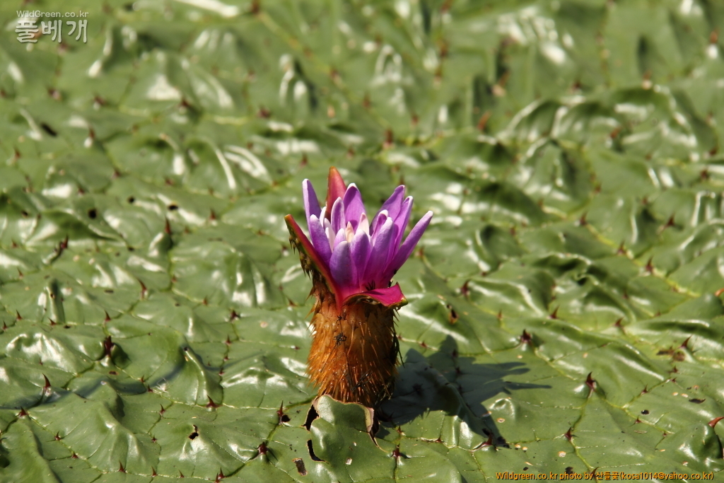 DPP_2016.08.12 가척지 안압지0001.JPG