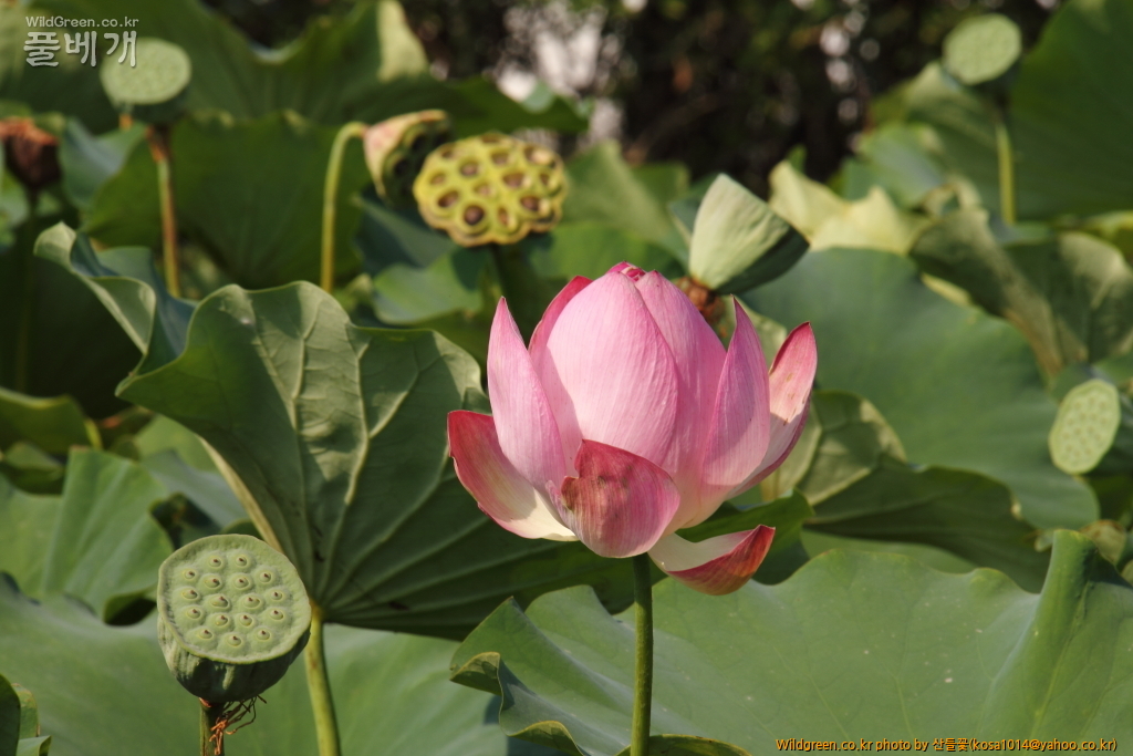 DPP_2016.08.12 가척지 안압지0051.JPG