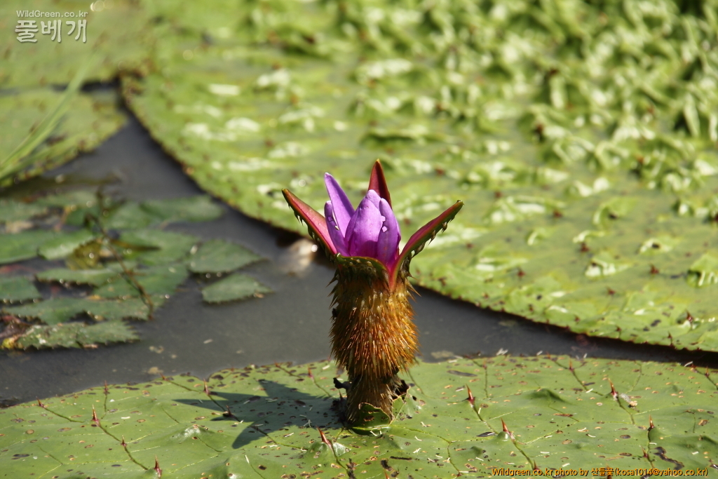 DPP_2016.08.12 가척지 안압지0024.JPG