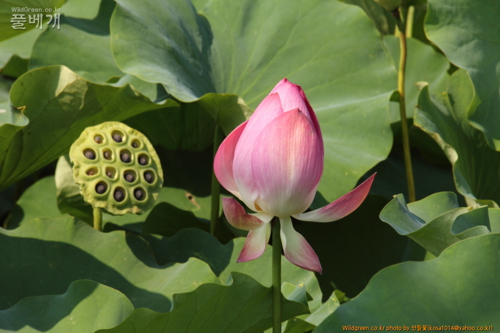 DPP_2016.08.12 가척지 안압지0054.JPG