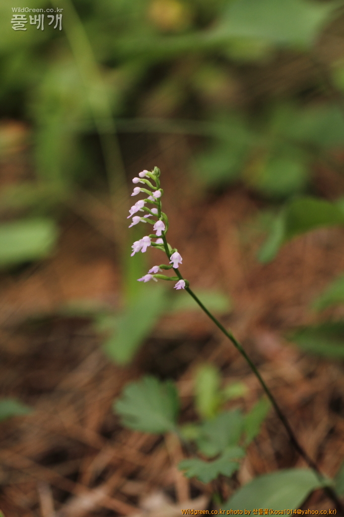 DPP_2015.06.18구룡포 응암산0080.JPG