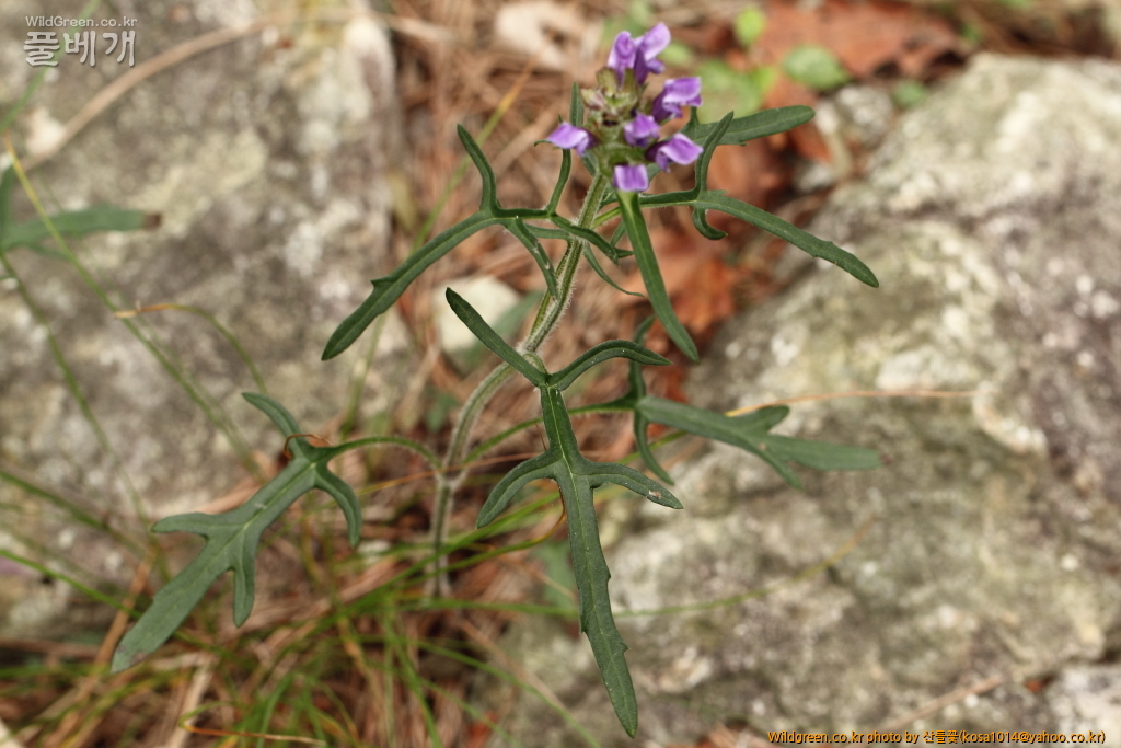 DPP_2015.06.18구룡포 응암산0070.JPG