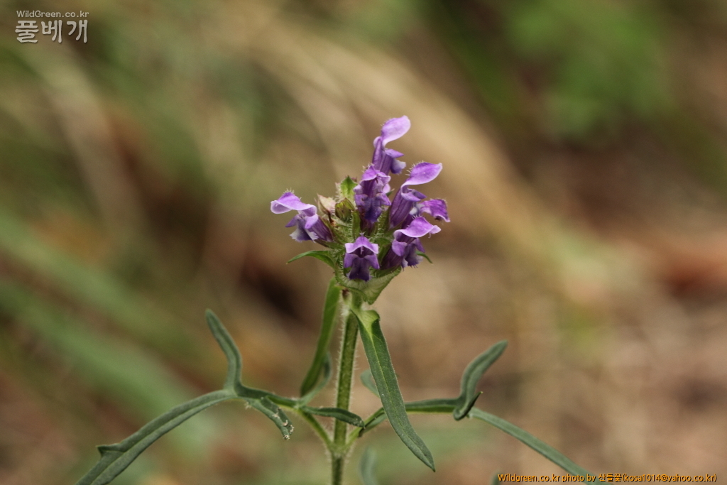 DPP_2015.06.18구룡포 응암산0069.JPG