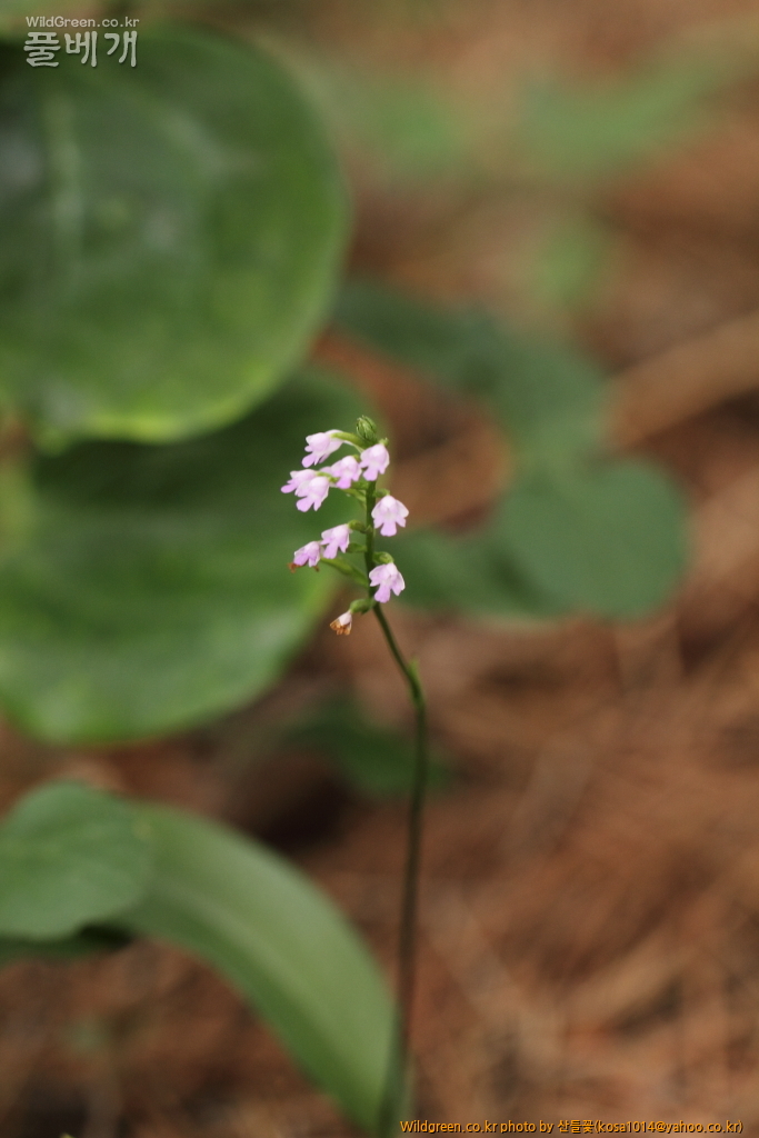 DPP_2015.06.18구룡포 응암산0078.JPG