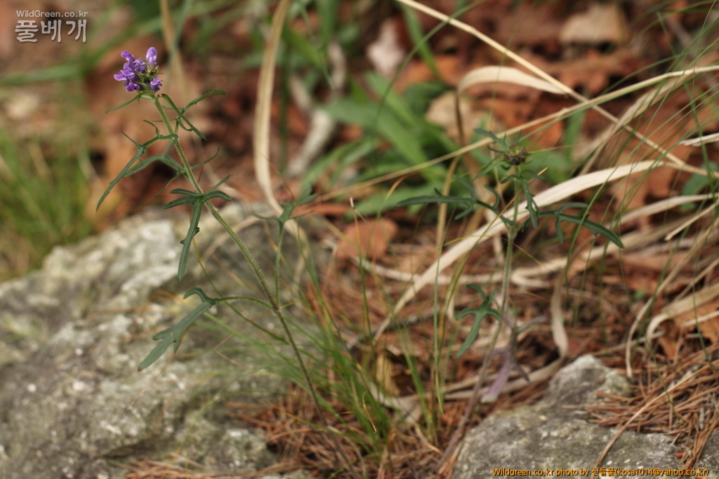 DPP_2015.06.18구룡포 응암산0072.JPG