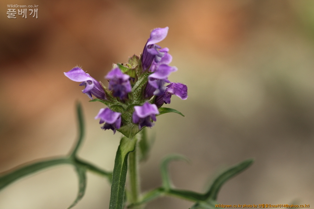 DPP_2015.06.18구룡포 응암산0075.JPG