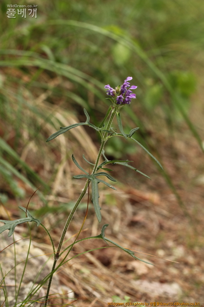 DPP_2015.06.18구룡포 응암산0068.JPG