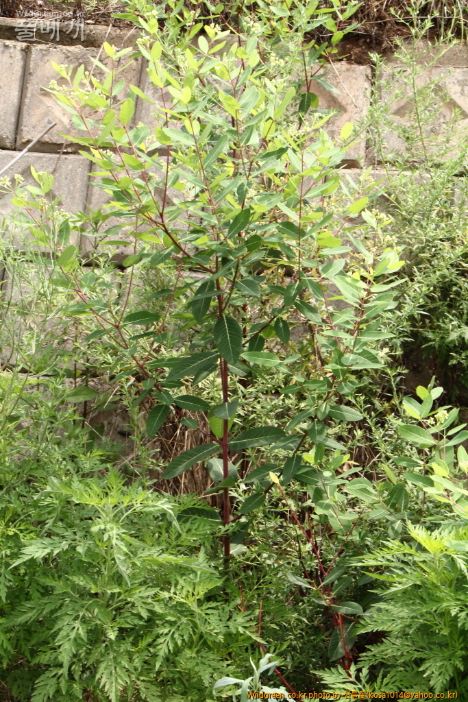 DPP_2016.08.04 영도구0035.JPG