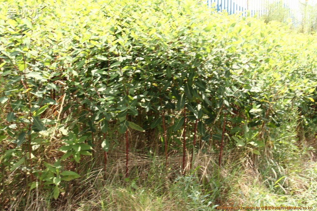 DPP_2016.08.04 영도구0049.JPG