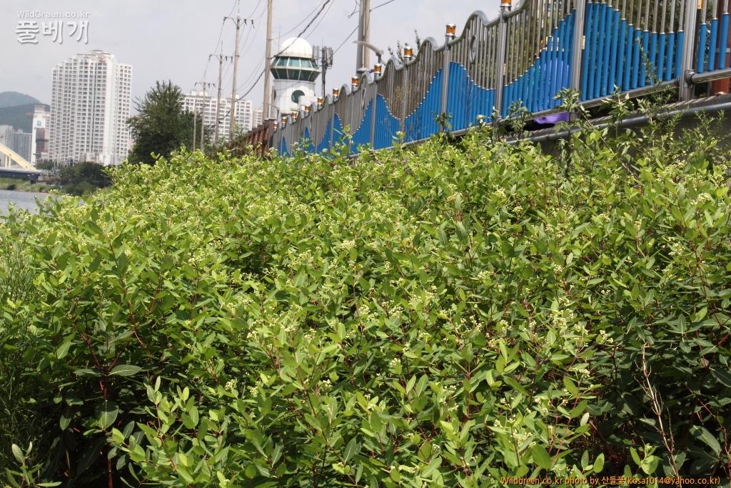 DPP_2016.08.04 영도구0033.JPG