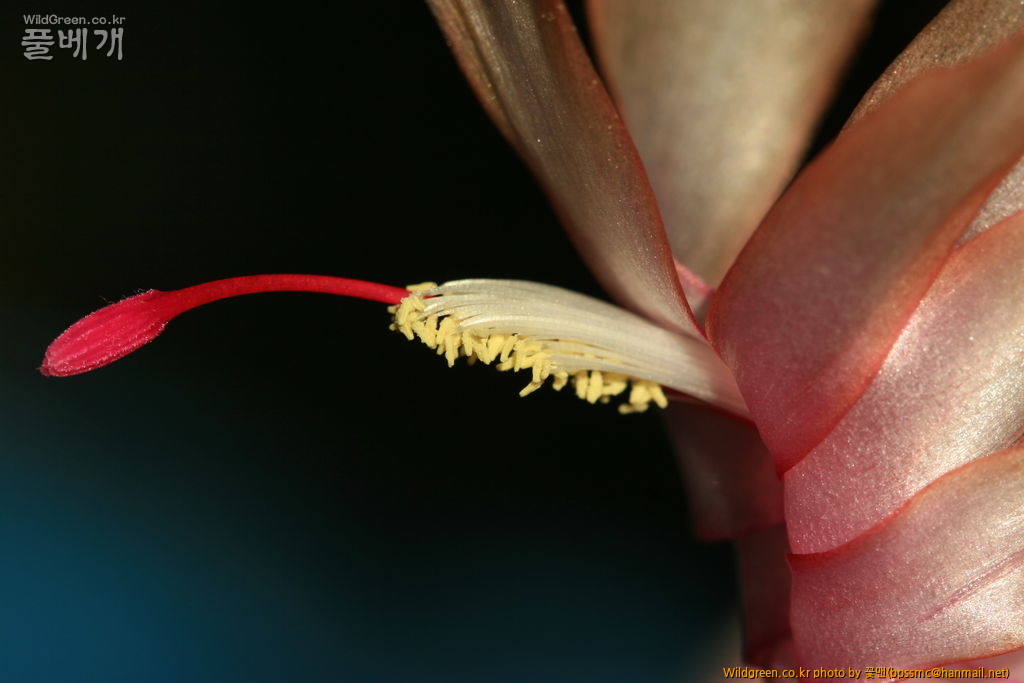 선인장(게발)(1).JPG : 게발선인장