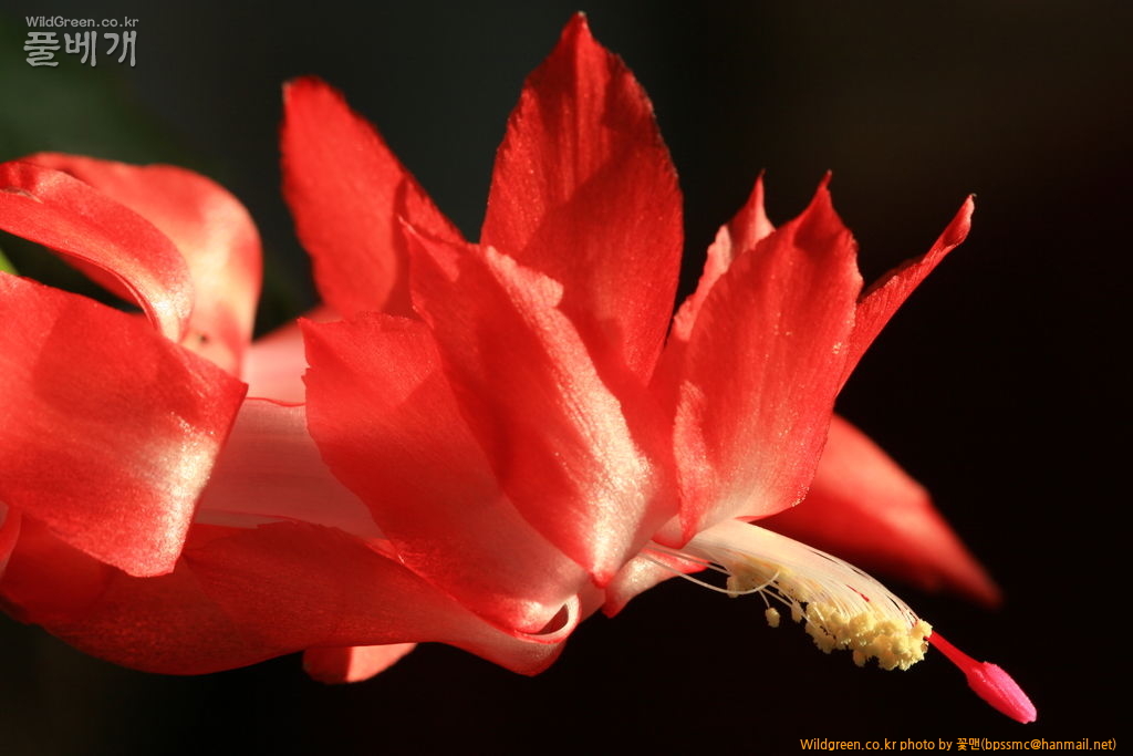 선인장(게발)(2).JPG : 게발선인장