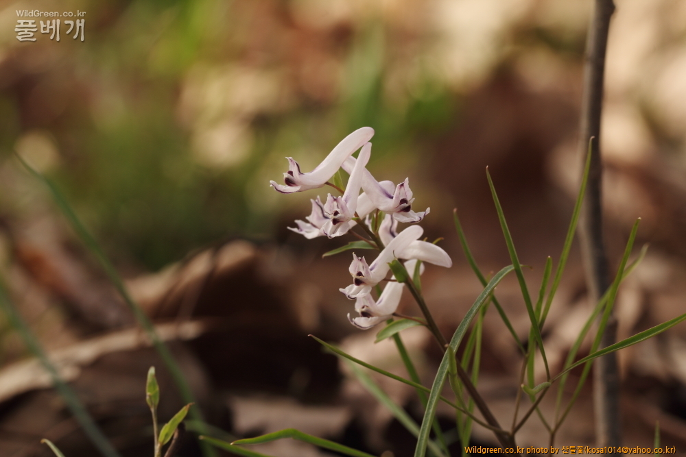 DPP_2015.03.29 대구 용지봉0078.JPG