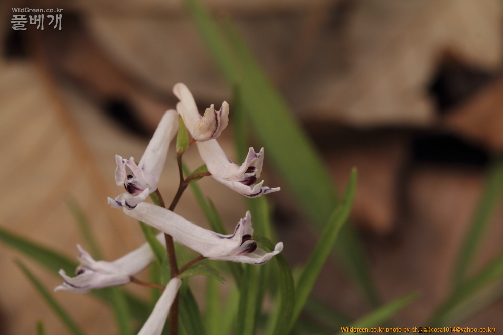 DPP_2015.03.29 대구 용지봉0082.JPG