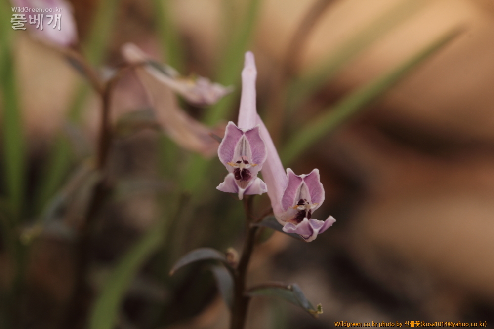 DPP_2015.03.29 대구 용지봉0089.JPG