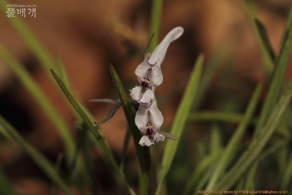 DPP_2015.03.29 대구 용지봉0080.JPG