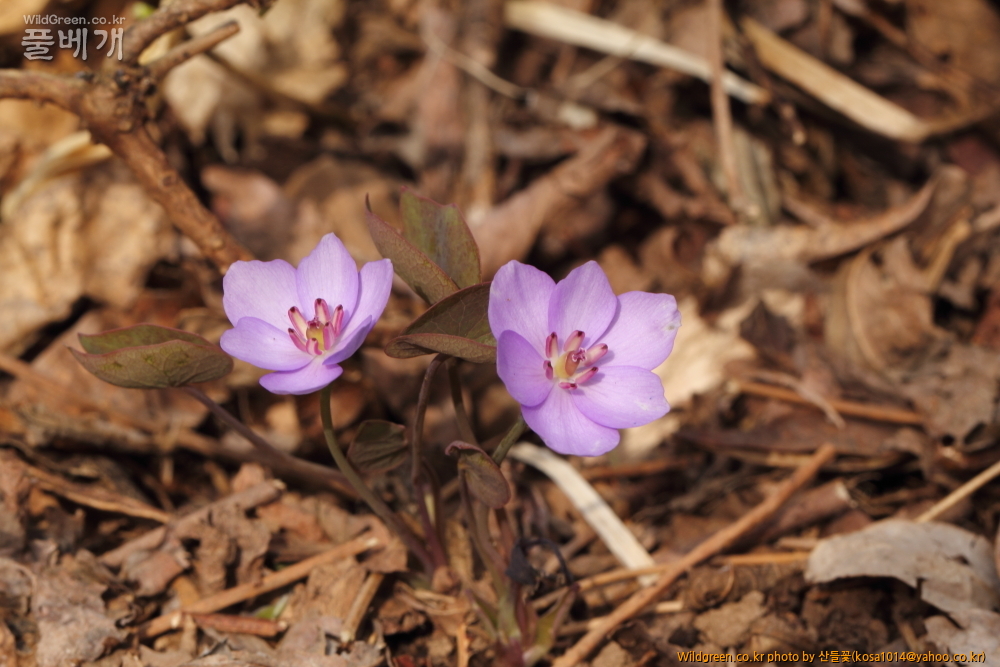 DPP_2015.03.29 대구 용지봉0057.JPG