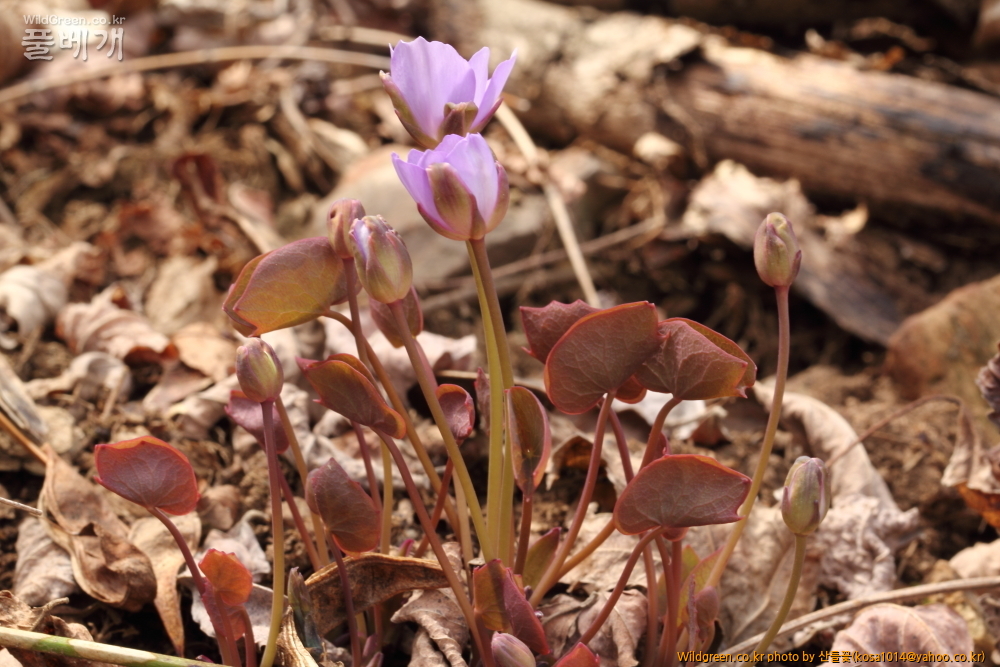 DPP_2015.03.29 대구 용지봉0060.JPG