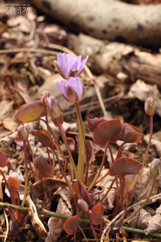 DPP_2015.03.29 대구 용지봉0059.JPG