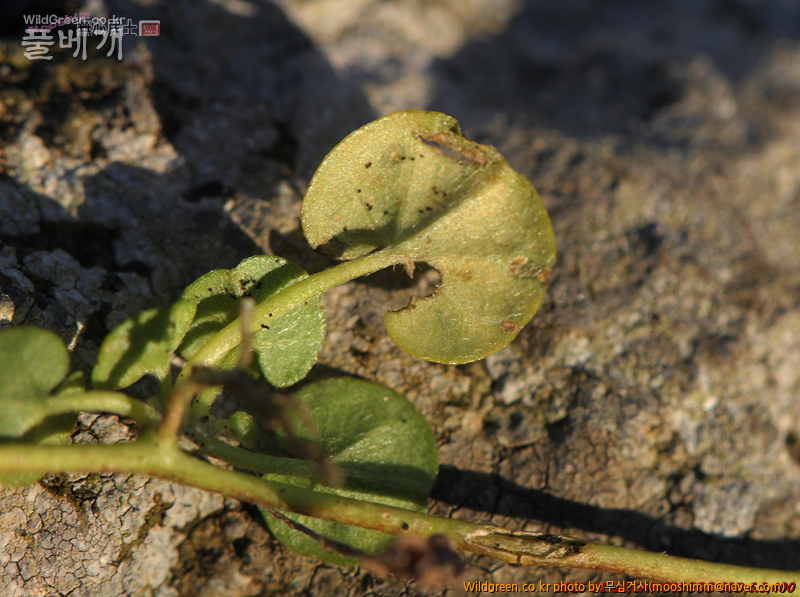 w-아욱메풀 (4).jpg