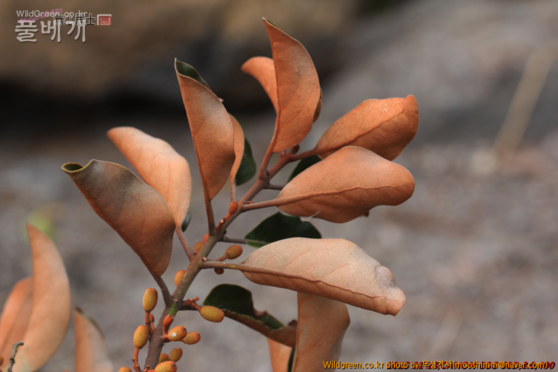 w-참나무겨우살이 (4).jpg