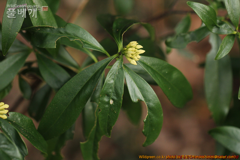 w-제주백서향 (1).jpg