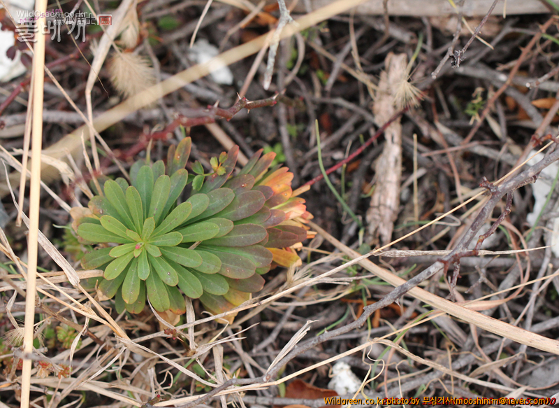 w-제주대극 (5).jpg