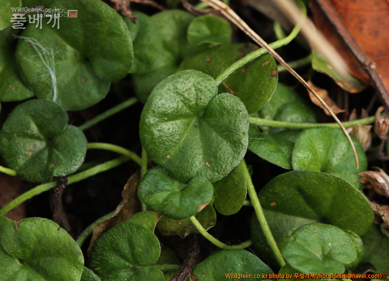 w-아욱메풀 (2).jpg