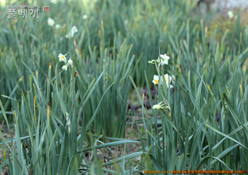 w-제주수선화 (1).jpg