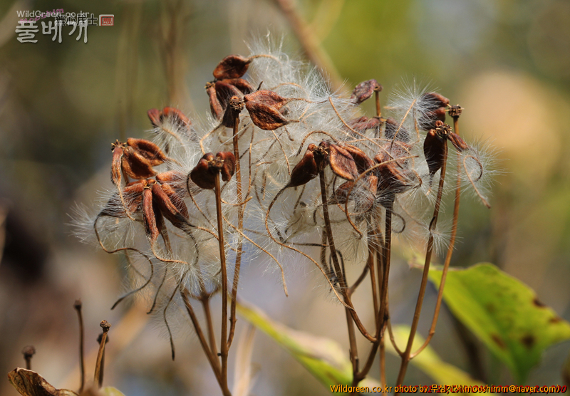 w-참으아리 (2).jpg