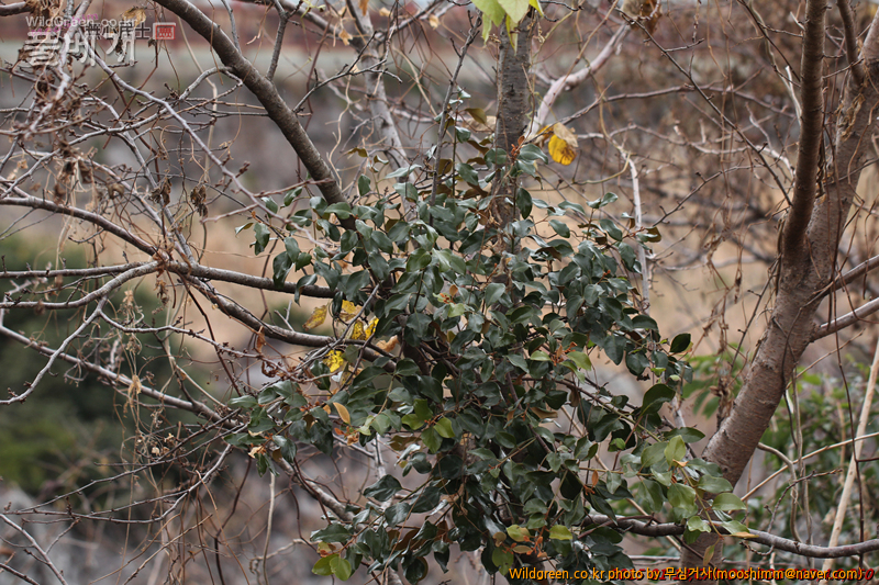 w-참나무겨우살이 (3).jpg