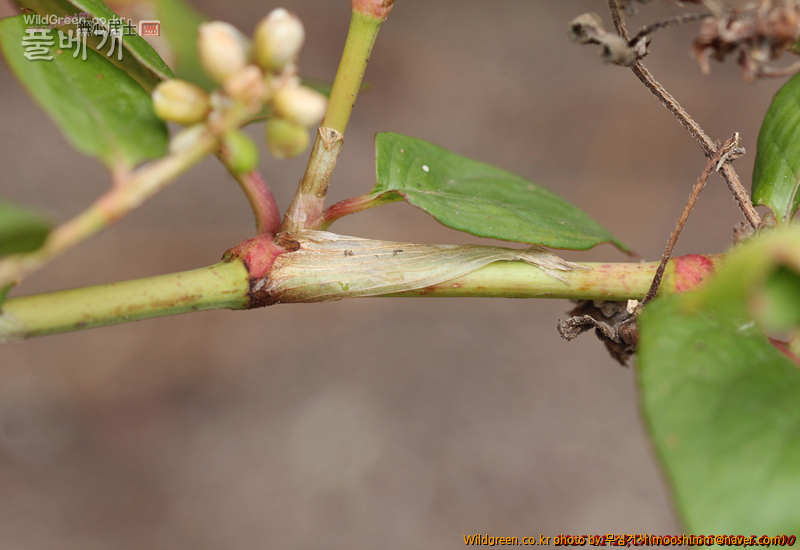 w-덩굴모밀 (1).jpg