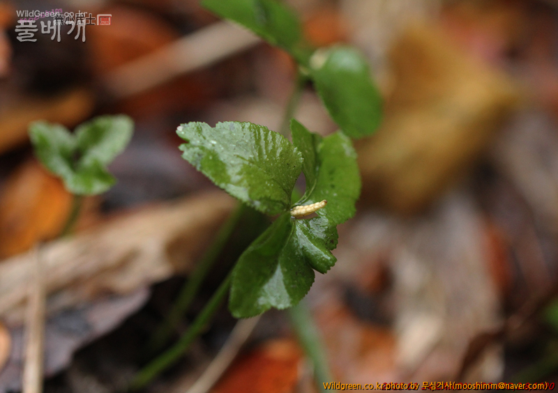 w-제주고사리삼 (3).jpg