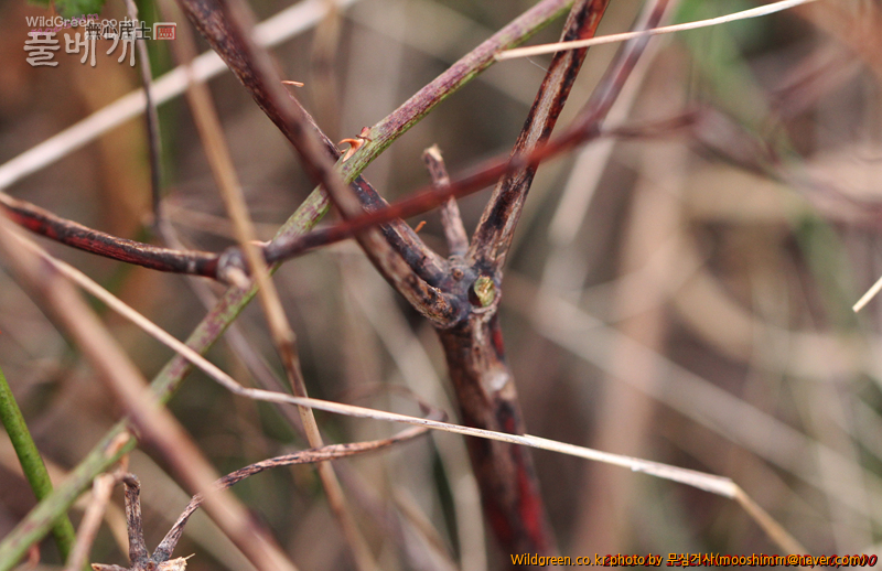 w-제주대극 (4).jpg