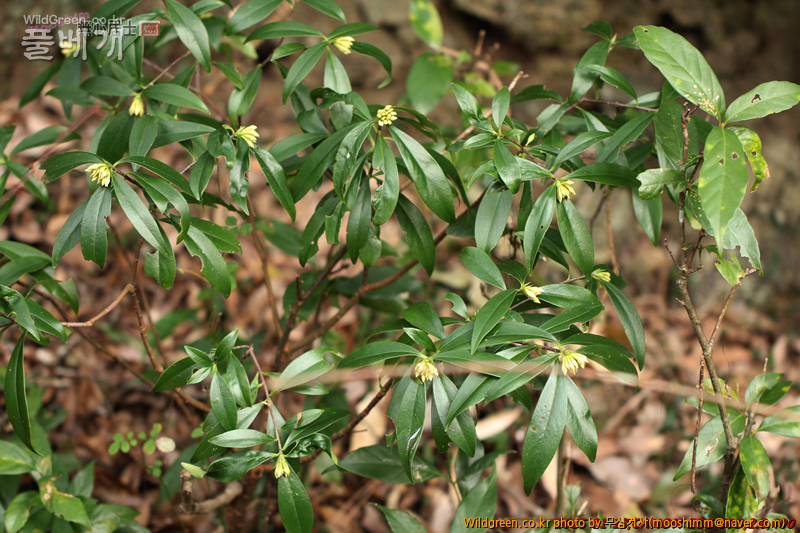 w-제주백서향 (3).jpg