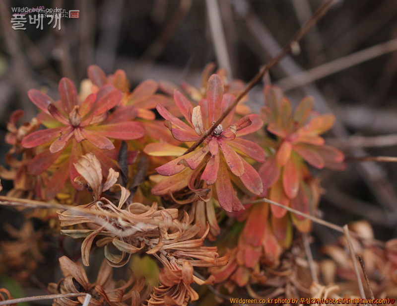 w-제주대극 (2).jpg