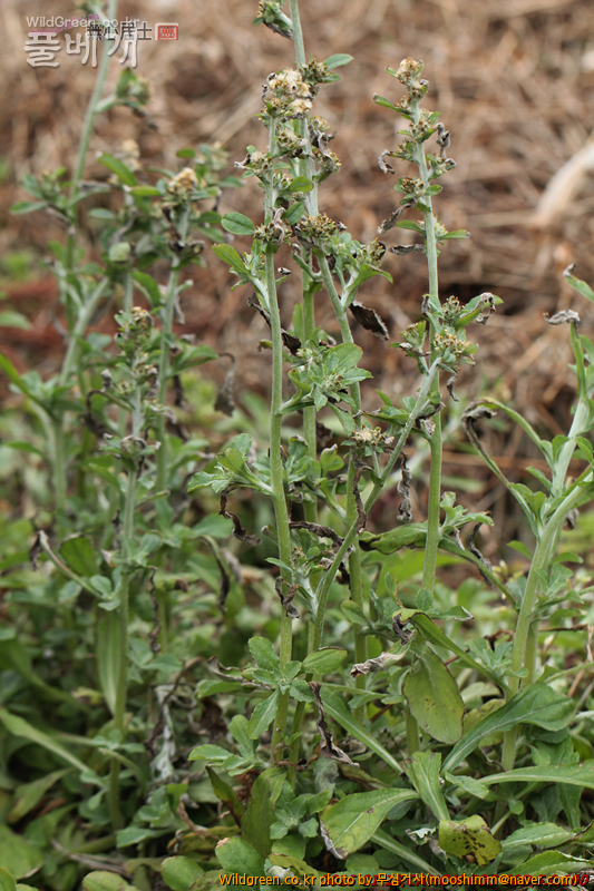 w-자주풀솜나물 (1).jpg