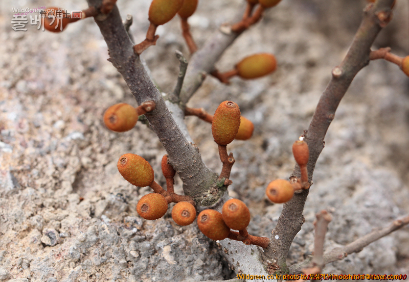 w-참나무겨우살이 (5).jpg