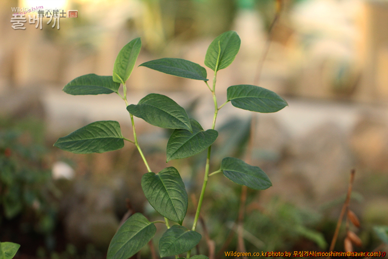 w-덩굴모밀 (4).jpg