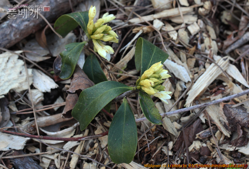 w-제주백서향 (2).jpg