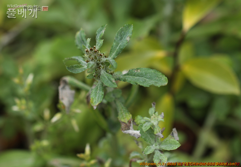 w-자주풀솜나물 (2).jpg