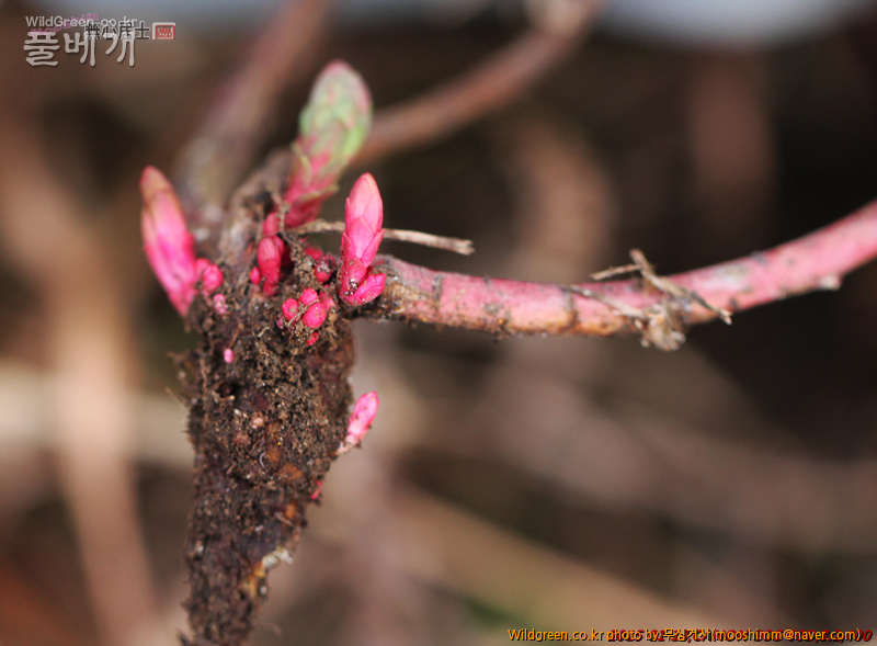 w-제주대극 (1).jpg