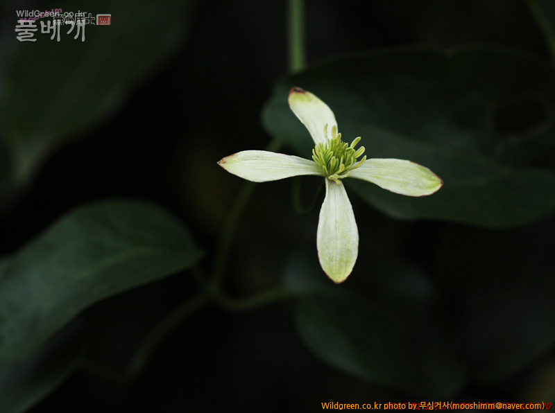 w-참으아리 (3).jpg