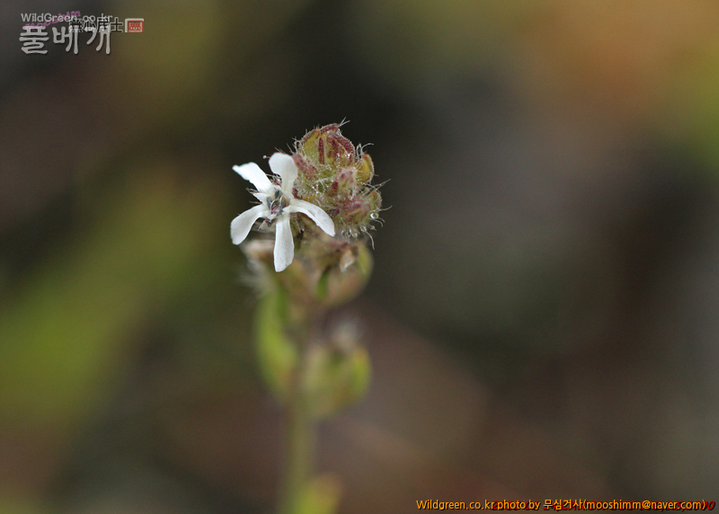 w-양장구채 (2).jpg